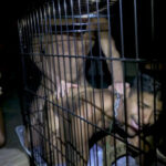 Say Uncle - Pig Bottoms - Welcome, Ya Filthy Pig Bottom - Apollo Fates